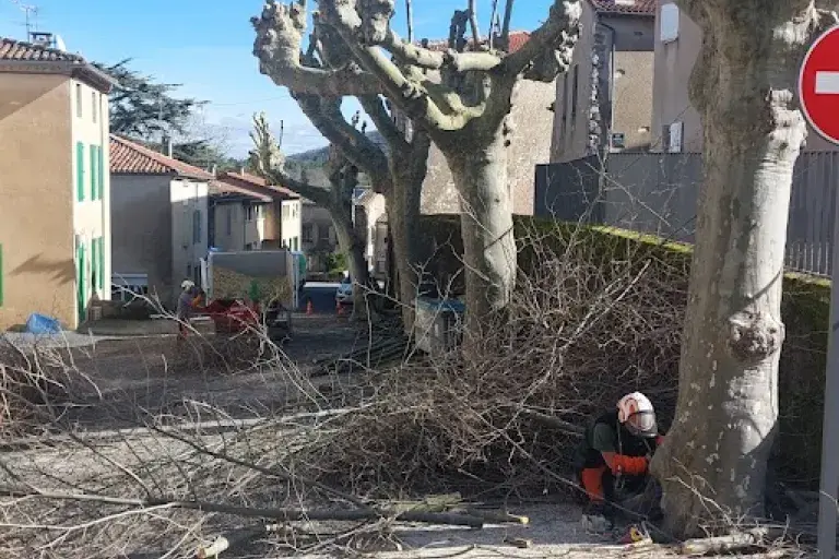 Elagage de platane en période hivernal