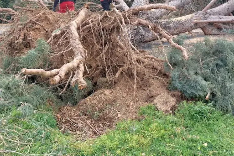 Démontage d'un pin parasol déraciné suite à une tempête
